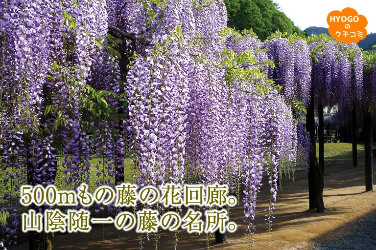 500mもの藤の花回廊。山陰随一の藤の名所。【白井大町藤公園】