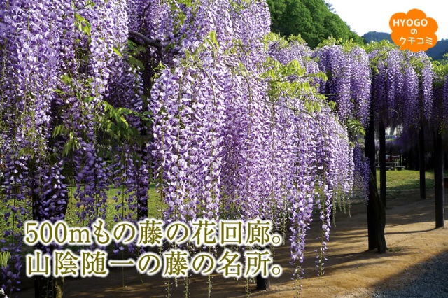 500mもの藤の花回廊。山陰随一の藤の名所。【白井大町藤公園】
