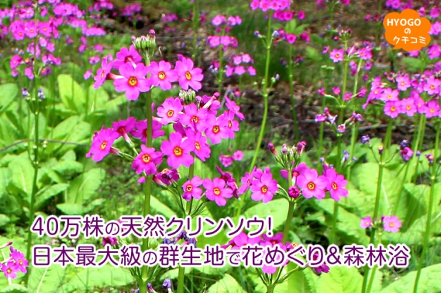 40万株の天然クリンソウ!日本最大級の群生地で花めぐり&森林浴。