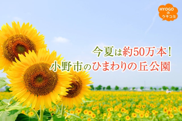 今夏は約50万本!小野市の「ひまわりの丘公園」