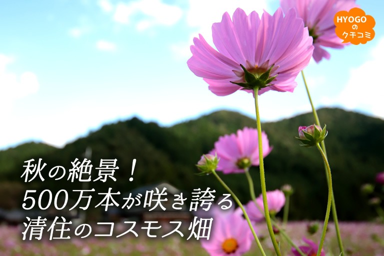 秋の絶景!500万本が咲き誇る。県内最大級の清住のコスモス畑