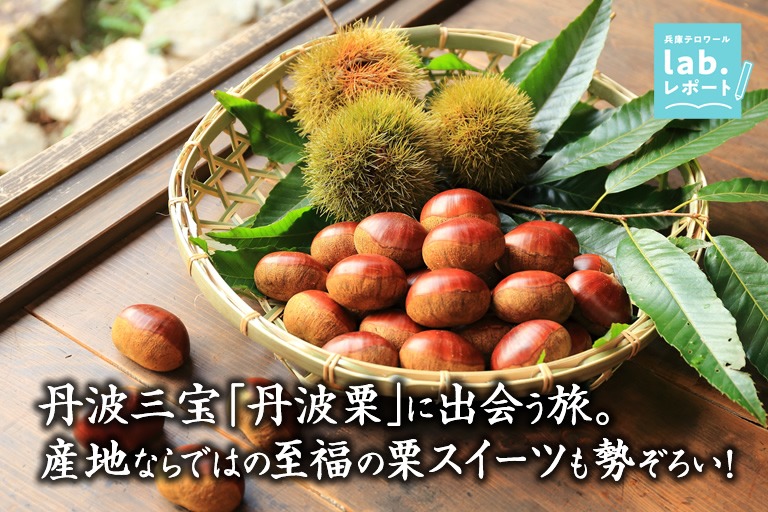 丹波三宝「丹波栗」に出会う旅。産地ならではの至福の栗スイーツも勢ぞろい!-兵庫テロワール旅-