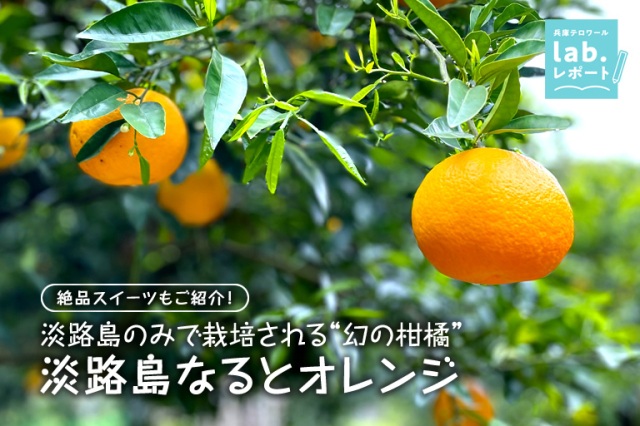 淡路島のみで栽培される“幻の柑橘”「淡路島なるとオレンジ」 その絶品スイーツもご紹介!-兵庫テロワール旅-
