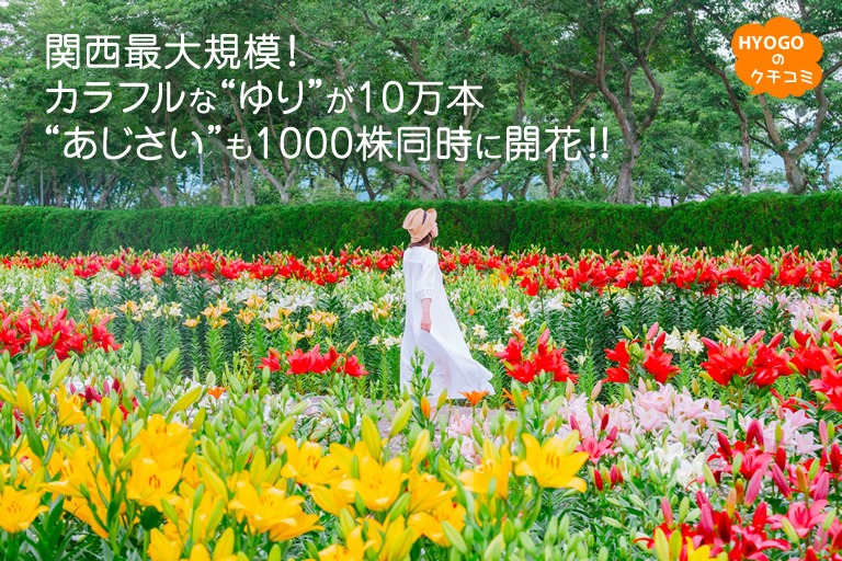 関西最大規模!カラフルな“ゆり”が10万本 “あじさい”も1000株同時に開花!!【篠山玉水ゆり園】
