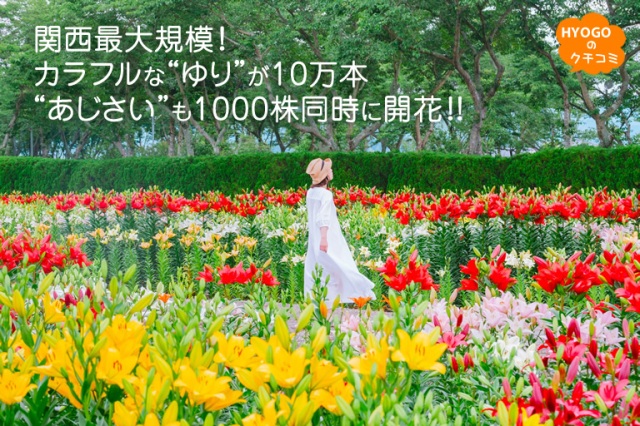 関西最大規模!カラフルな“ゆり”が10万本 “あじさい”も1000株同時に開花!!【篠山玉水ゆり園】