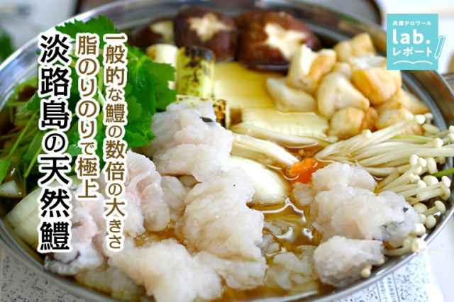 一般的な鱧の数倍の大きさ!脂のりのりで極上 淡路島の天然鱧 -兵庫テロワール旅-