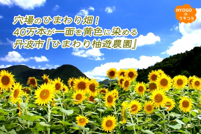 穴場のひまわり畑!40万本が一面を黄色に染める丹波市『ひまわり柚遊農園』