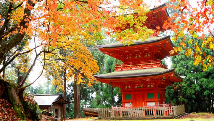 屈指の紅葉名所から超穴場まで♪映えスポット満載の「養父の紅葉めぐり」