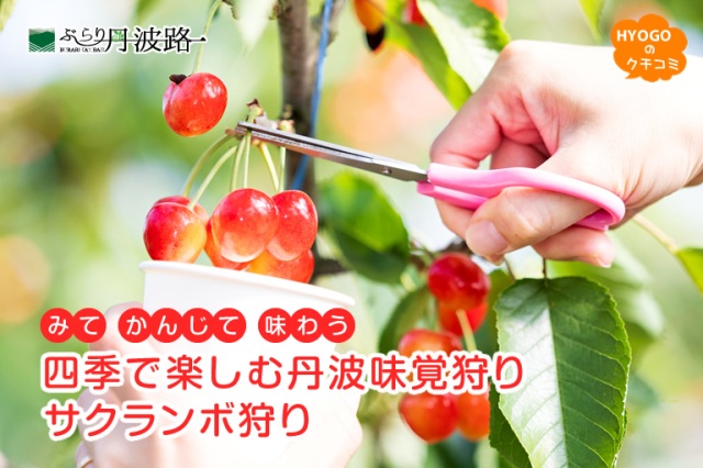 みて かんじて 味わう 四季で楽しむ丹波味覚狩り「サクランボ狩り」【ぶらり丹波路】