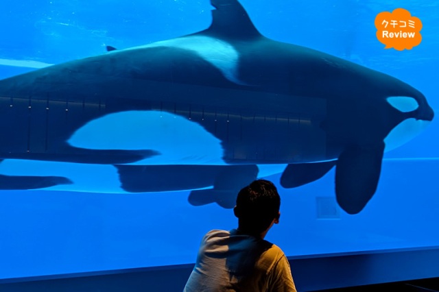 【神戸須磨シーワールド 最速&詳細レポート】西日本唯一のシャチのパフォーマンスはド迫力!