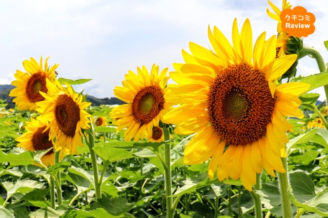 西日本最大級!佐用町で夏の風物詩「南光ひまわり祭り」を今年も開催!