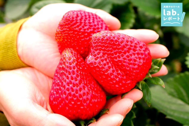 大人気で予約困難ないちご狩り!「幻のいちご」と呼ばれる神戸「二郎(にろう)いちご」-兵庫テロワール旅-