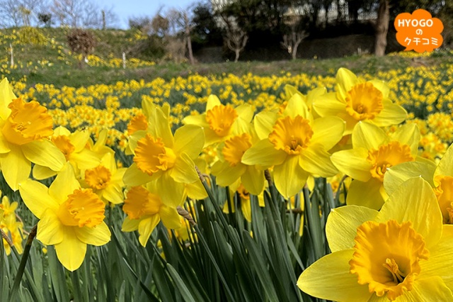 花の島・淡路島の穴場スポット!10万本もの水仙が間もなく開花♪ 春の絶景が広がる「水仙の丘」