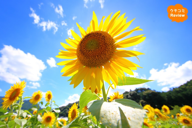 ひまわり畑で夏を満喫!兵庫県には向日葵(ひまわり)が楽しめる場所がたくさんありますよ♪