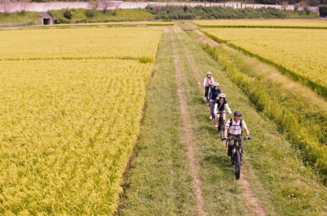 酒米の産地と闘竜灘の激流をめぐる サイクリングツアー