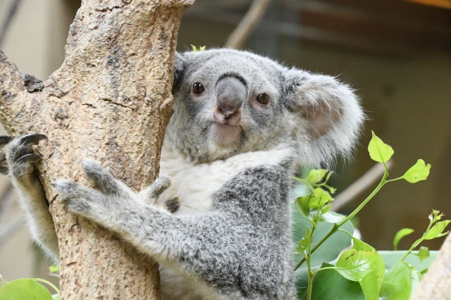 神戸市立王子動物園