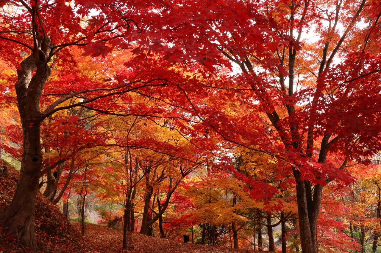 画像提供:しそう森林王国館観光協会