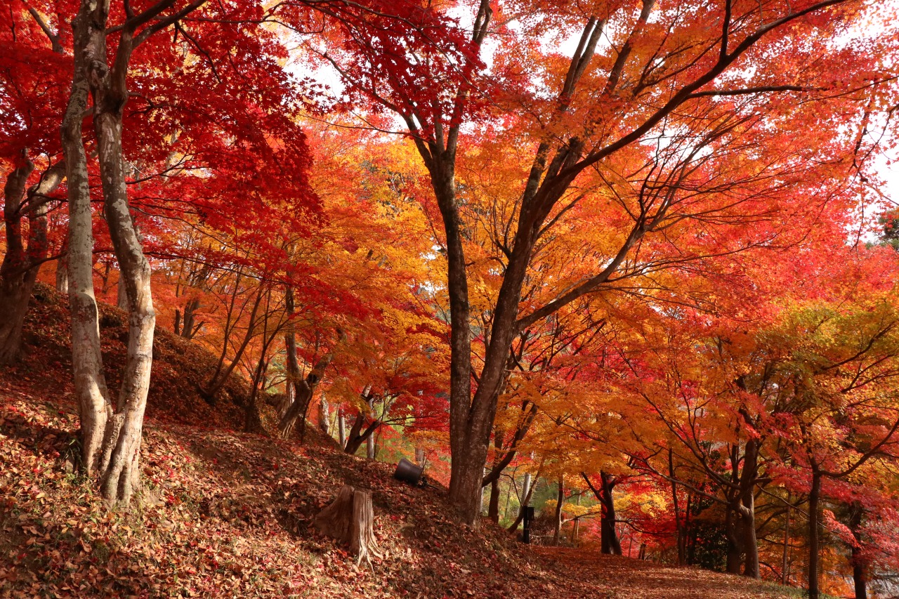 画像提供:しそう森林王国館観光協会