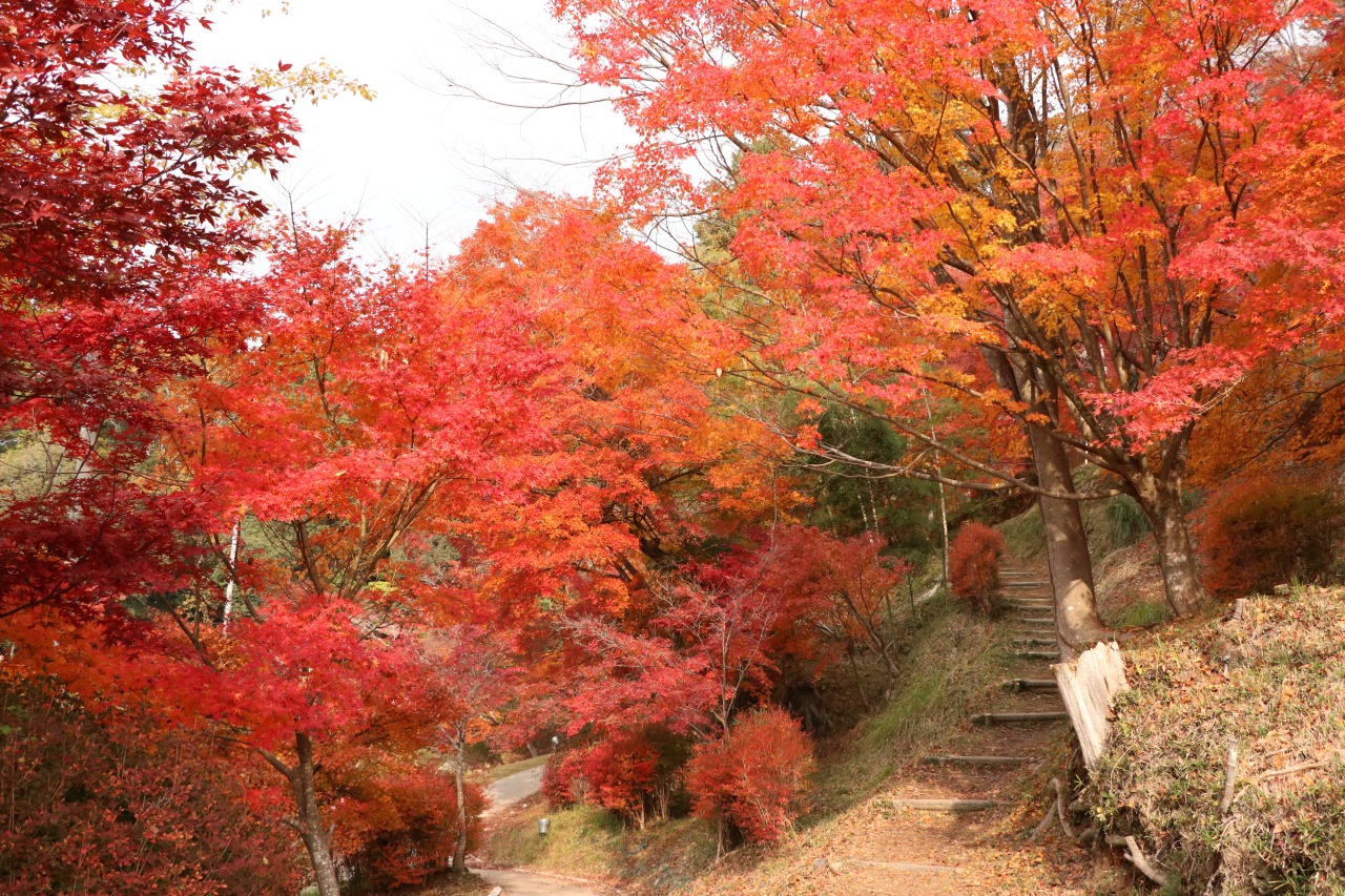 画像提供:しそう森林王国館観光協会