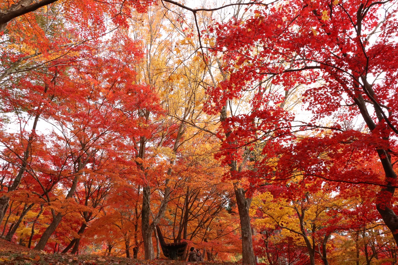 画像提供:しそう森林王国館観光協会