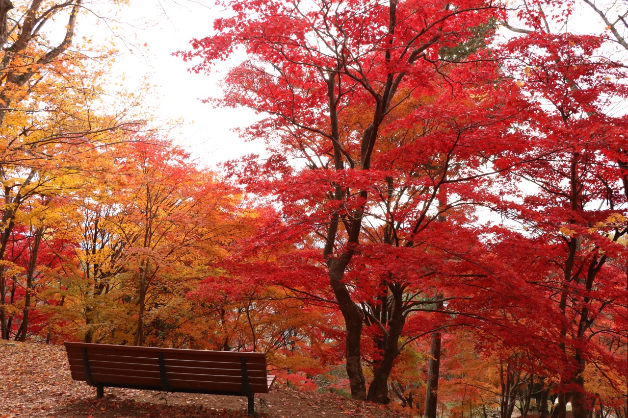 画像提供:しそう森林王国館観光協会