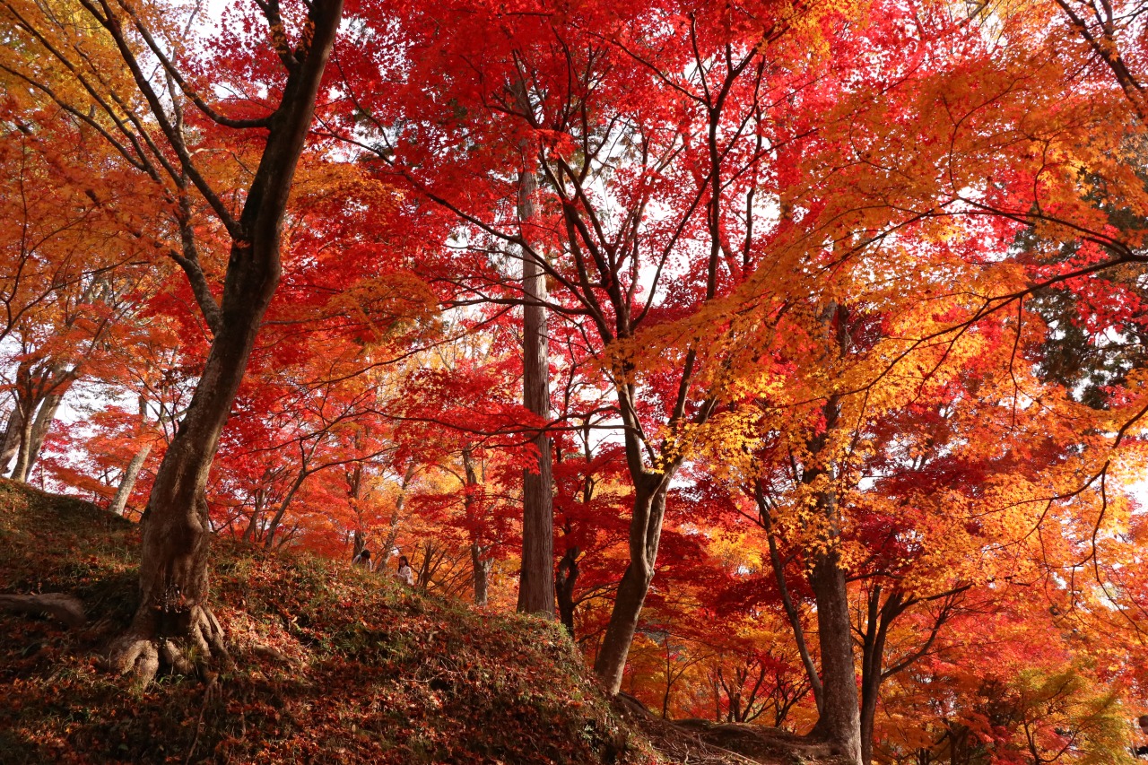 画像提供:しそう森林王国館観光協会