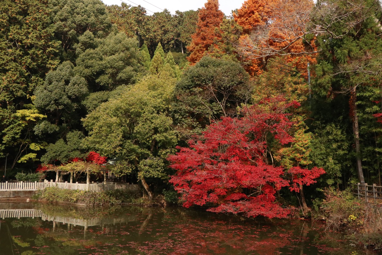 画像提供:しそう森林王国館観光協会