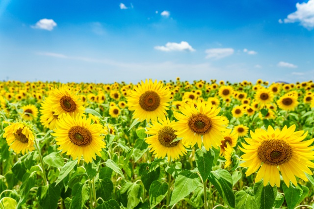 ひまわりの丘公園