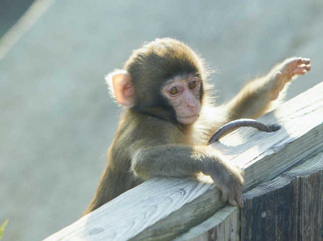 淡路島モンキーセンター