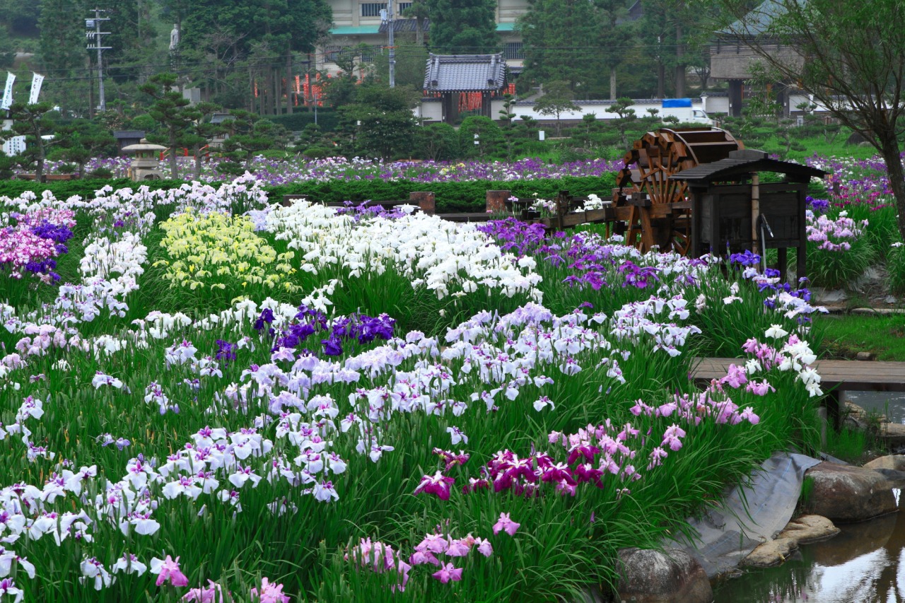 三田/永沢寺花しょうぶ園