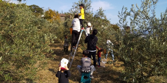 南あわじオリーヴ園