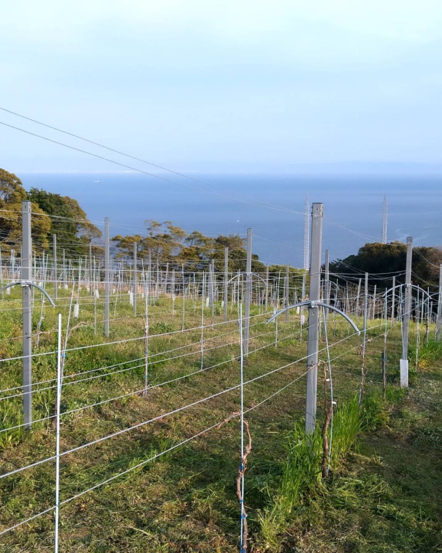 島薫る葡萄畑