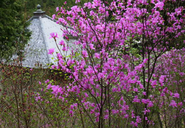 関西花の寺 丹後・丹波の花の寺