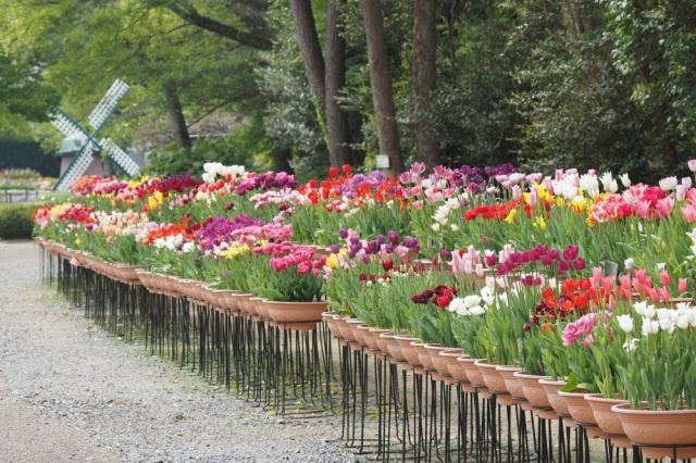 チューリップ品種展