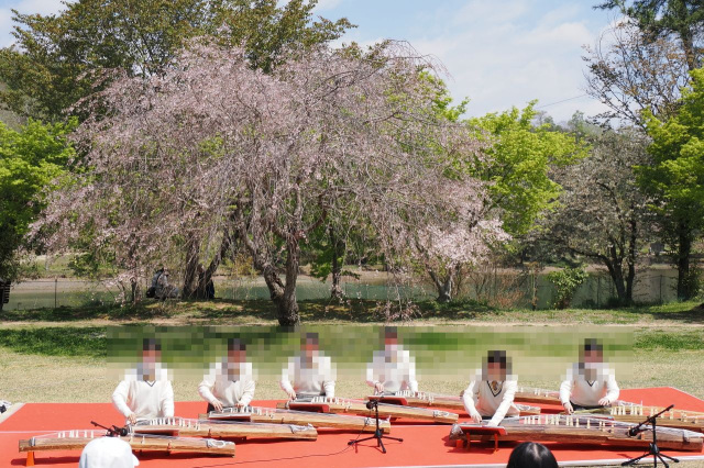 お琴の演奏~春の調べ~