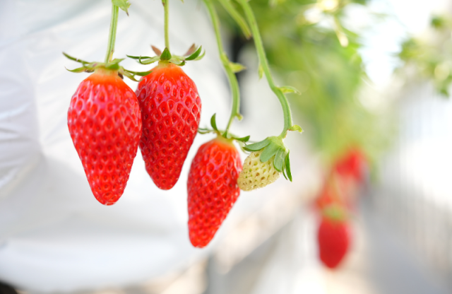 西脇市「篠田いちご園」でいちご狩り体験 黒田庄和牛ランチと…