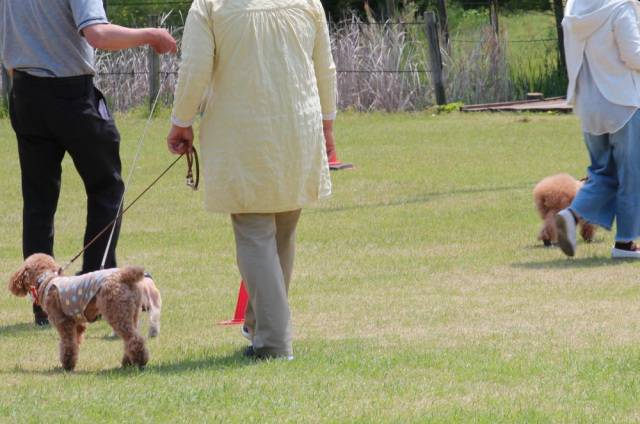 第16回マナーアップ愛犬とお散歩