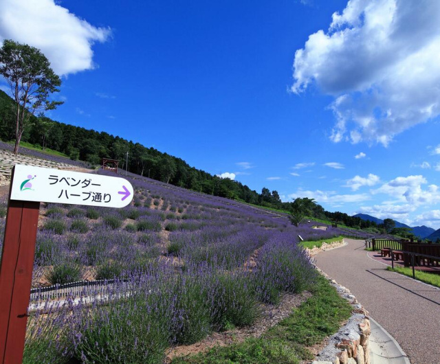 鍛冶屋線廃線ウォーキングと西日本最大級ラベンダーパークご見…