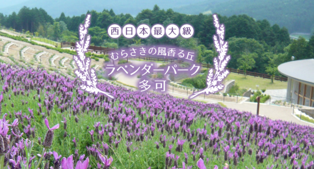 「ラベンダ-の香りに包まれる休日・ 廃線跡でノストラジ-を…