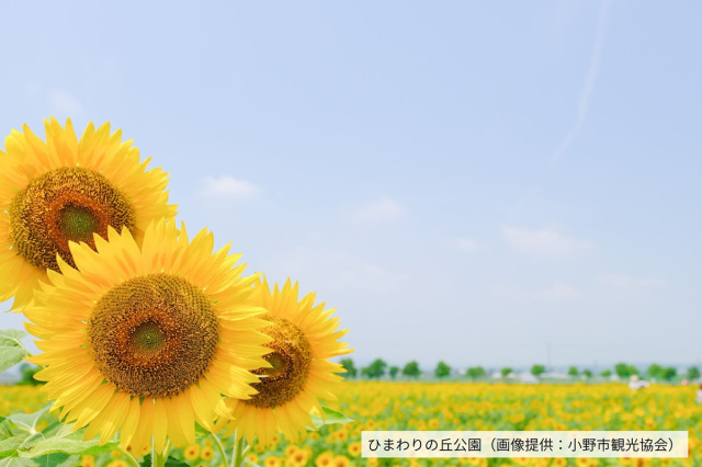 普段は入れない本社蔵へ 足立醸造特別見学と北播磨のひまわり…
