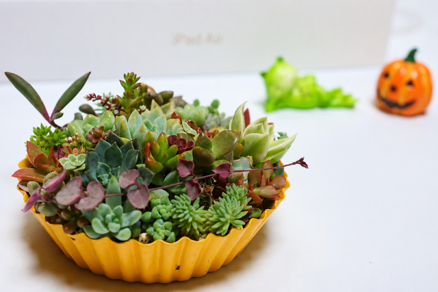 秋の寄せ植え教室