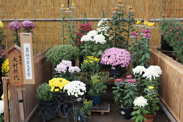 第49回兵庫県連合菊花展覧会